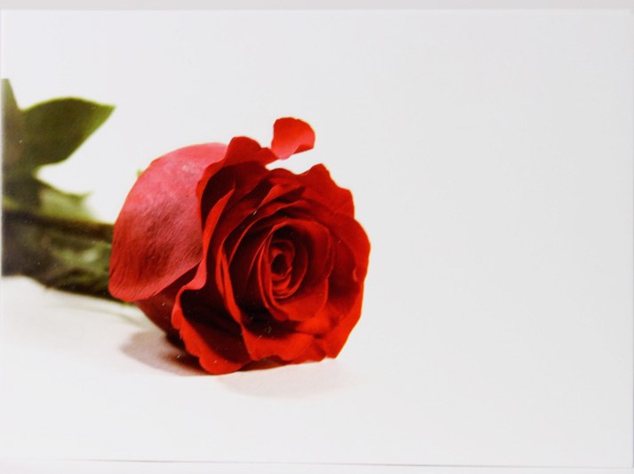 Picture of Florist Cards Red Rose Large x 9pcs